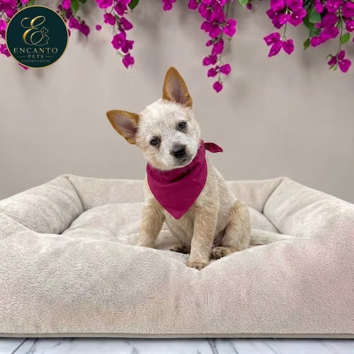 Cachorro BOYERO AUSTRALIANO RED HEELER disponible - Imagen 6