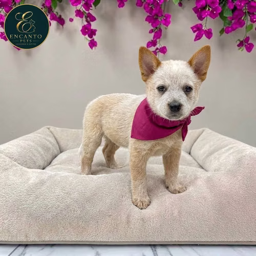 Cachorro BOYERO AUSTRALIANO RED HEELER disponible - Imagen 8
