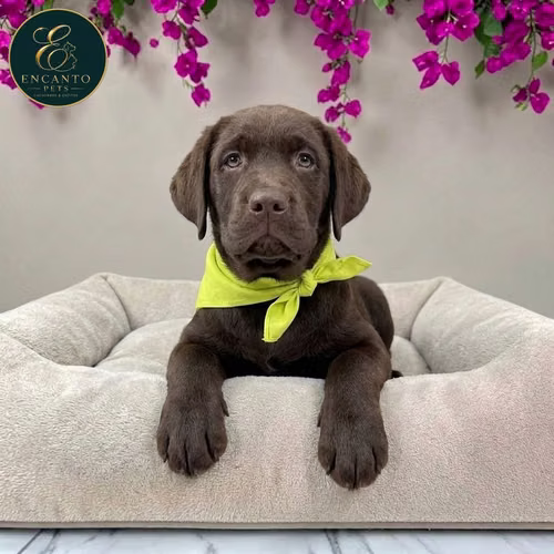 Cachorro LABRADOR RETRIEVIER CHOCOLATE LINEA AMERICANA disponible - Imagen 3