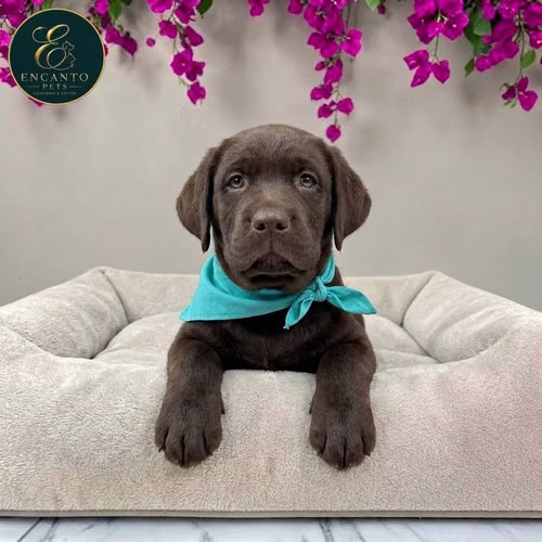 Cachorro LABRADOR RETRIEVIER CHOCOLATE LINEA AMERICANA disponible - Imagen 7