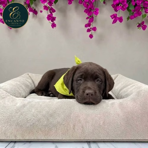 Cachorro LABRADOR RETRIEVIER CHOCOLATE LINEA AMERICANA disponible - Imagen 4