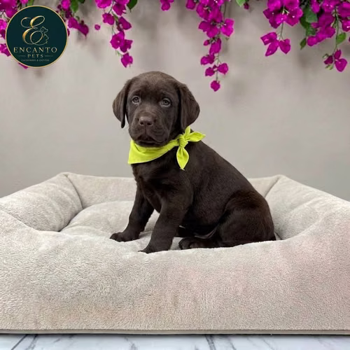 Cachorro LABRADOR RETRIEVIER CHOCOLATE LINEA AMERICANA disponible