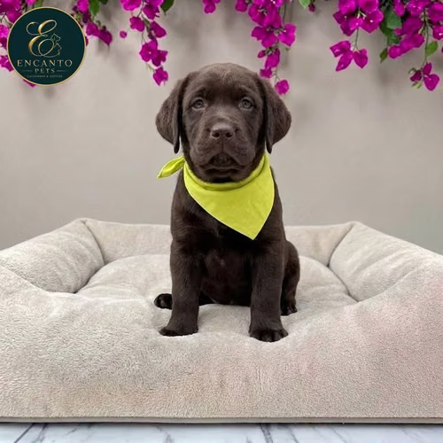Cachorro LABRADOR RETRIEVIER CHOCOLATE LINEA AMERICANA disponible - Imagen 2