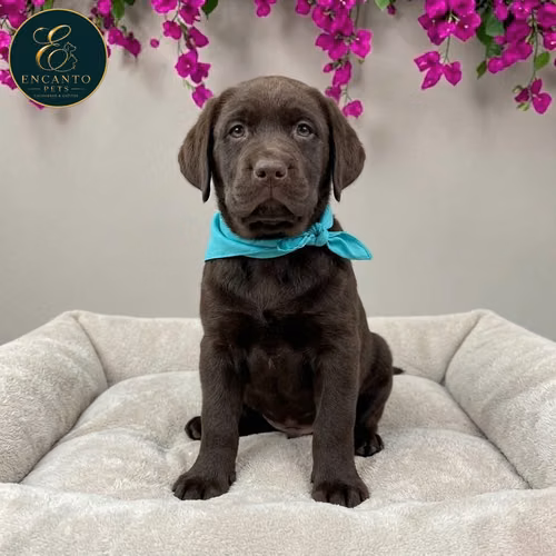 Cachorro LABRADOR RETRIEVIER CHOCOLATE LINEA AMERICANA disponible - Imagen 6