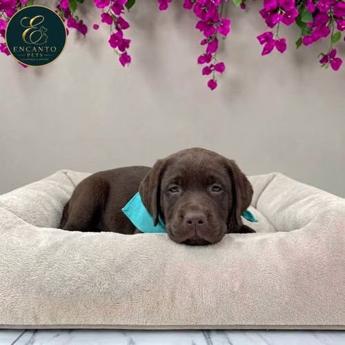 Cachorro LABRADOR RETRIEVIER CHOCOLATE LINEA AMERICANA disponible - Imagen 8