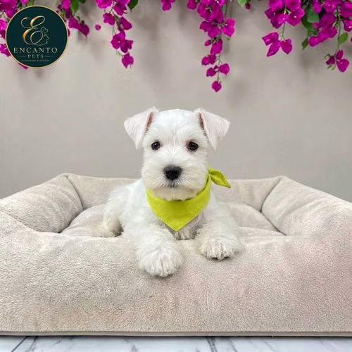 Cachorro Schnauzer Blanco y Black Silver / Miniature Schnauzer White and Black Silver disponible - Imagen 2