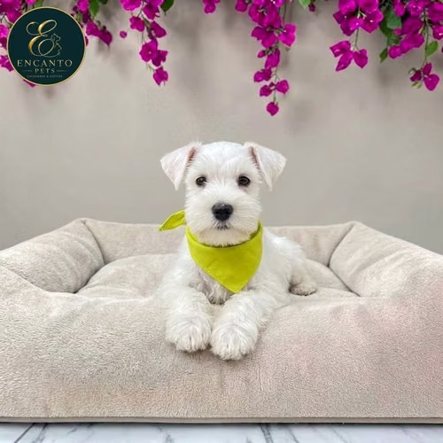 Cachorro Schnauzer Blanco y Black Silver / Miniature Schnauzer White and Black Silver disponible - Imagen 4