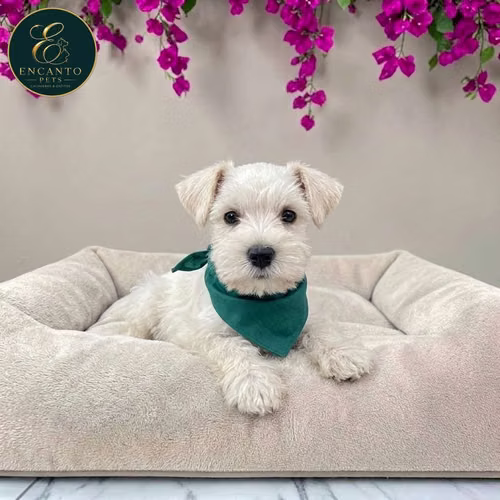 Cachorro Schnauzer Blanco y Black Silver / Miniature Schnauzer White and Black Silver disponible - Imagen 8