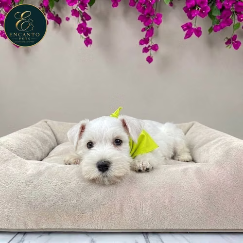 Cachorro Schnauzer Blanco y Black Silver / Miniature Schnauzer White and Black Silver disponible