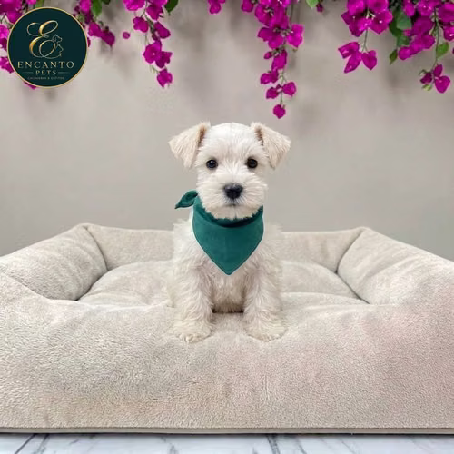 Cachorro Schnauzer Blanco y Black Silver / Miniature Schnauzer White and Black Silver disponible - Imagen 5