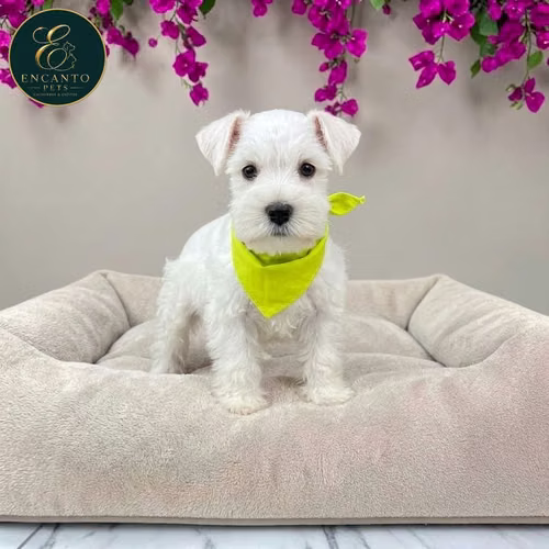 Cachorro Schnauzer Blanco y Black Silver / Miniature Schnauzer White and Black Silver disponible - Imagen 3