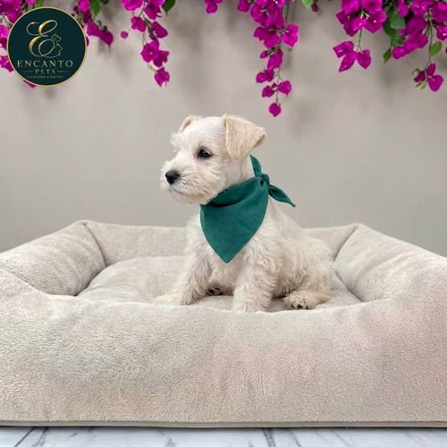 Cachorro Schnauzer Blanco y Black Silver / Miniature Schnauzer White and Black Silver disponible - Imagen 6