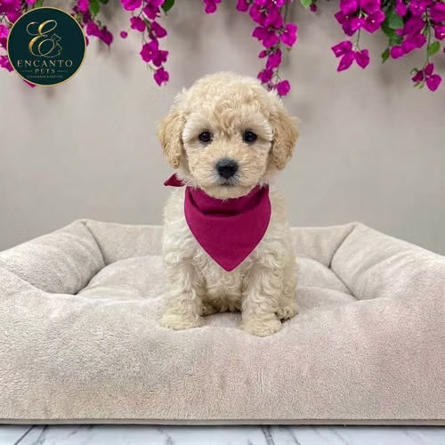 Cachorro French Poodle Mini Tradicional / Miniature Poodle disponible - Imagen 8