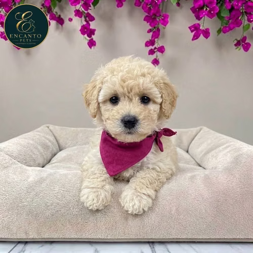 Cachorro French Poodle Mini Tradicional / Miniature Poodle disponible - Imagen 2