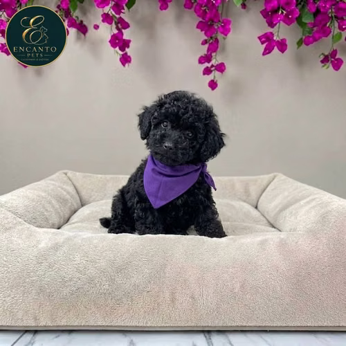 Cachorro French Poodle Mini Tradicional / Miniature Poodle disponible - Imagen 5