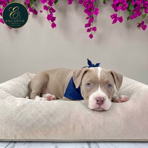 Cachorro AMERICAN STAFFORD disponible - Imagen 7