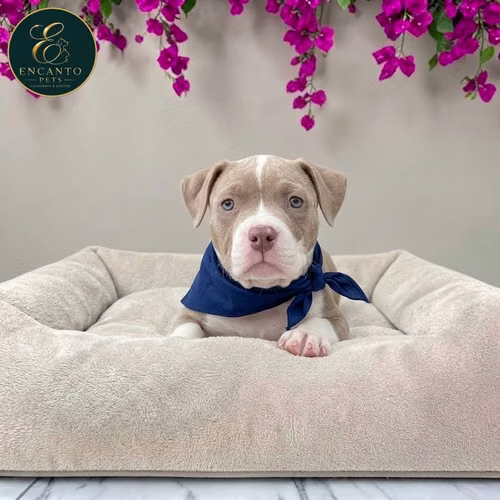 Cachorro AMERICAN STAFFORD disponible - Imagen 8