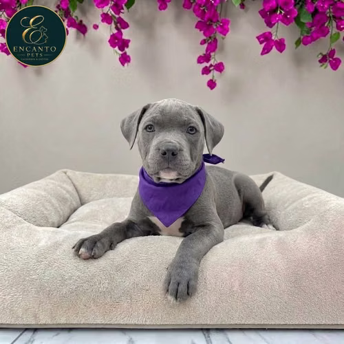 Cachorro AMERICAN STAFFORD disponible - Imagen 4