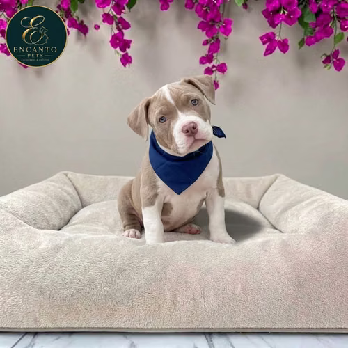 Cachorro AMERICAN STAFFORD disponible - Imagen 6