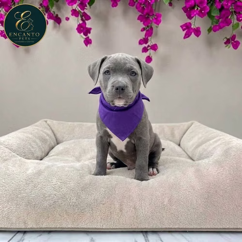 Cachorro AMERICAN STAFFORD disponible