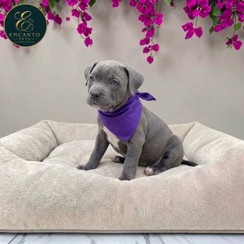 Cachorro AMERICAN STAFFORD disponible - Imagen 2