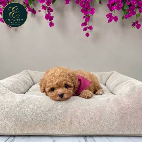 Cachorro FRENCH POODLE APRICOT MINIATURA disponible - Imagen 3