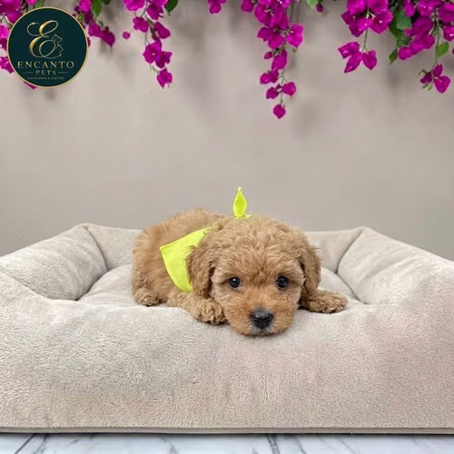 Cachorro FRENCH POODLE APRICOT MINIATURA disponible - Imagen 7