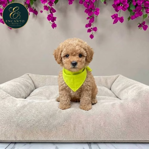 Cachorro FRENCH POODLE APRICOT MINIATURA disponible - Imagen 5