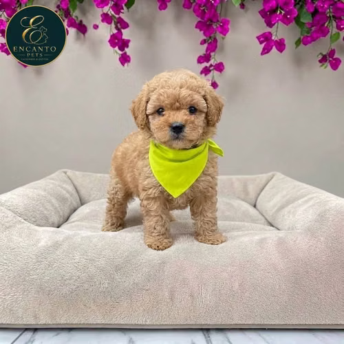 Cachorro FRENCH POODLE APRICOT MINIATURA disponible - Imagen 8