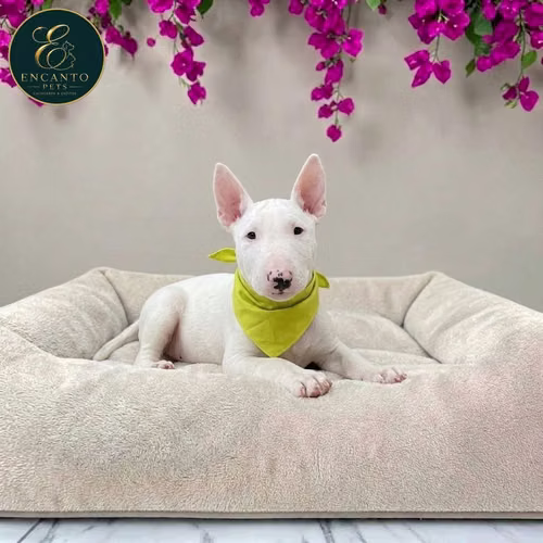 Cachorro Bull Terrie / Bull Terrier disponible - Imagen 7
