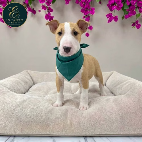 Cachorro Bull Terrie / Bull Terrier disponible - Imagen 4