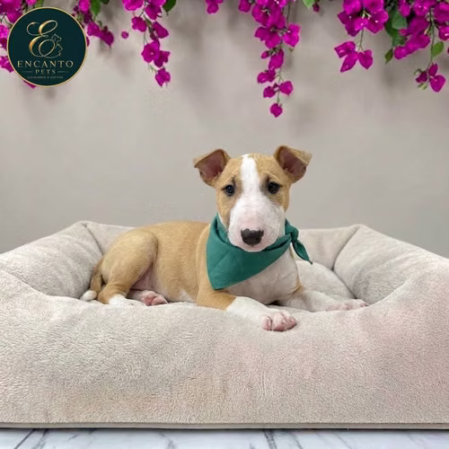 Cachorro Bull Terrie / Bull Terrier disponible - Imagen 2
