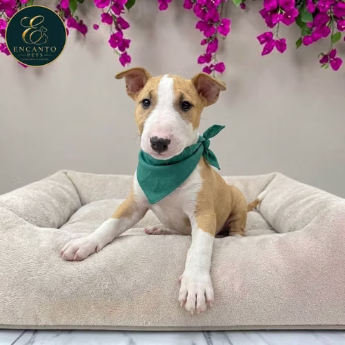 Cachorro Bull Terrie / Bull Terrier disponible - Imagen 3