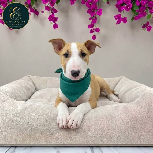Cachorro Bull Terrie / Bull Terrier disponible - Imagen 5