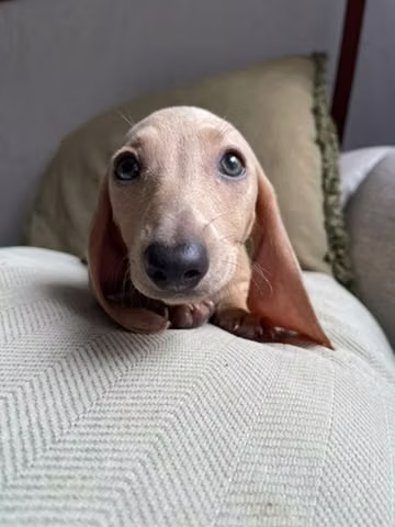 Salchicha color Isabella, super correcto su espalda, es una belleza, ya está vacunada vacunado
