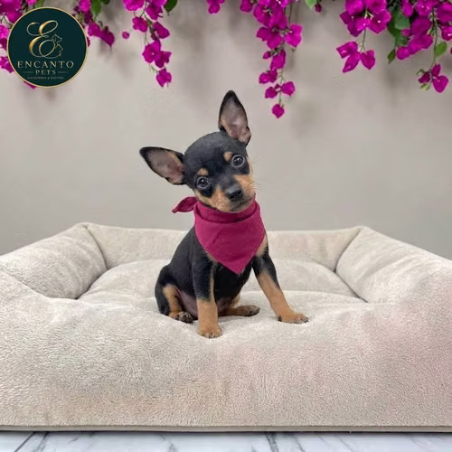 Cachorro DOBERMAN MINIATURA disponible - Imagen 2
