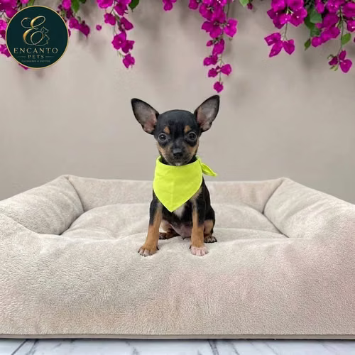 Cachorro DOBERMAN MINIATURA disponible - Imagen 6