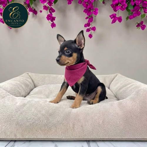 Cachorro DOBERMAN MINIATURA disponible