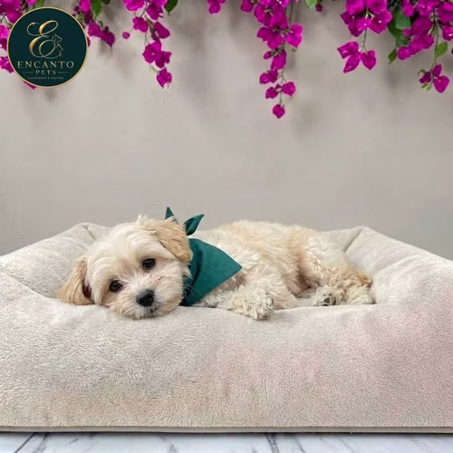 Cachorro Pequinés Maltés / Pekingese Maltese Mix disponible - Imagen 8