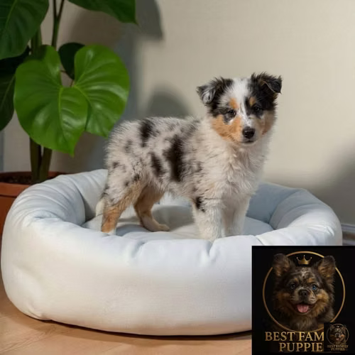 Cachorro Rough Collie Exótico / Rough Collie Exotic disponible - Imagen 5