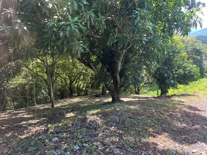 Terreno en Venta en Condominio  Orotina - Imagen 3