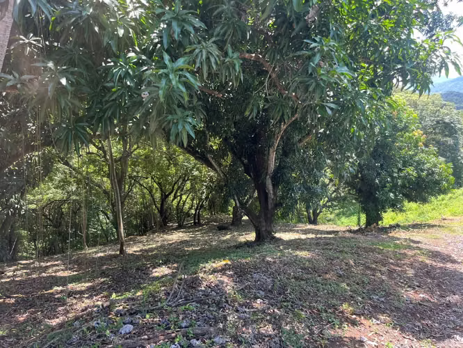 Terreno en Venta en Condominio  Orotina - Imagen 2