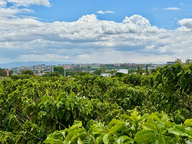 Terreno en Venta para Desarrollo Mixto en San Pablo de Heredia – 6 ha. Para Inversionistas  - Imagen 8