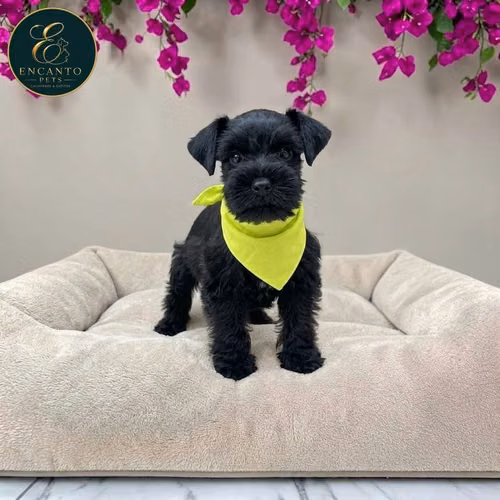Schnauzer Mini - Imagen 8