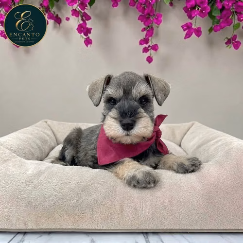 Schnauzer Mini - Imagen 6