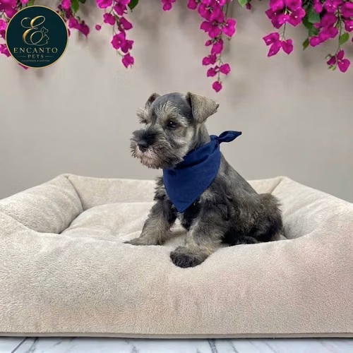Schnauzer Mini - Imagen 10