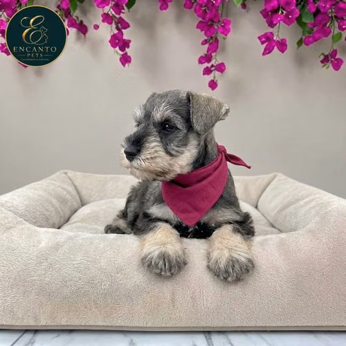 Schnauzer Mini - Imagen 5