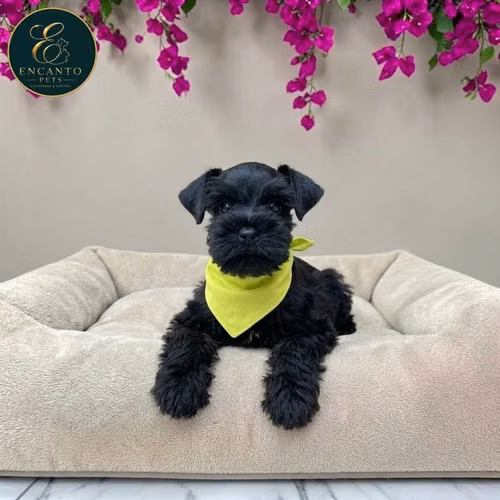 Schnauzer Mini - Imagen 9