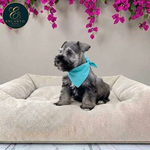Schnauzer Mini - Imagen 2