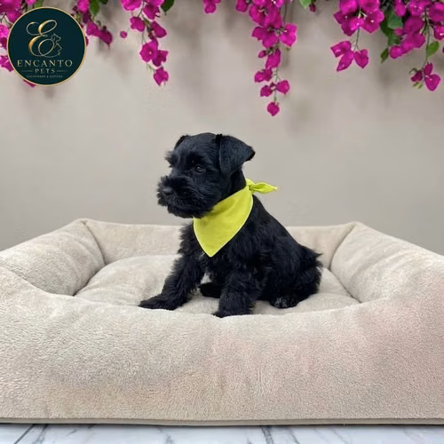 Schnauzer Mini - Imagen 7